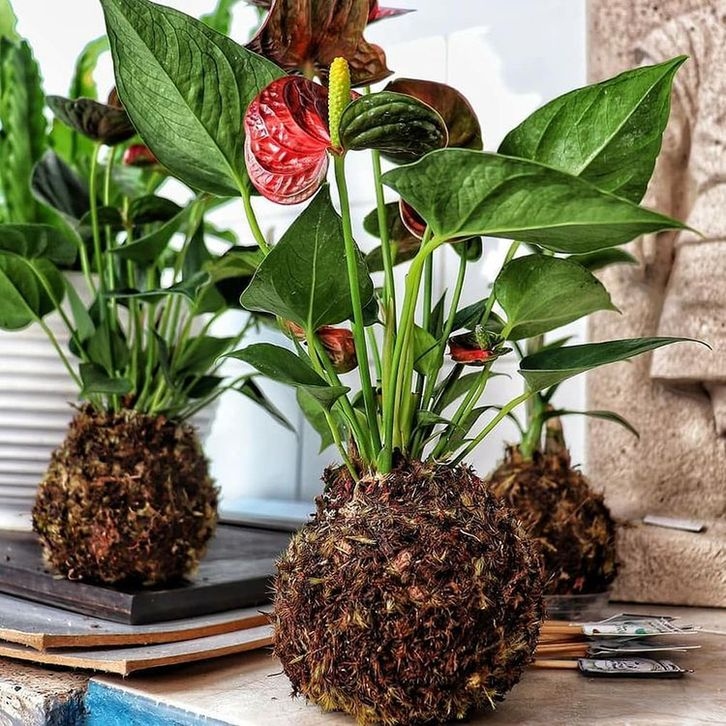 Kokedama – Η τέχνη της καλλιέργειας φυτών χωρίς γλάστρες. Η Ιαπωνία διδάσκει στυλ 9 Kokedama – Η τέχνη της καλλιέργειας φυτών χωρίς γλάστρες. Η Ιαπωνία διδάσκει στυλ