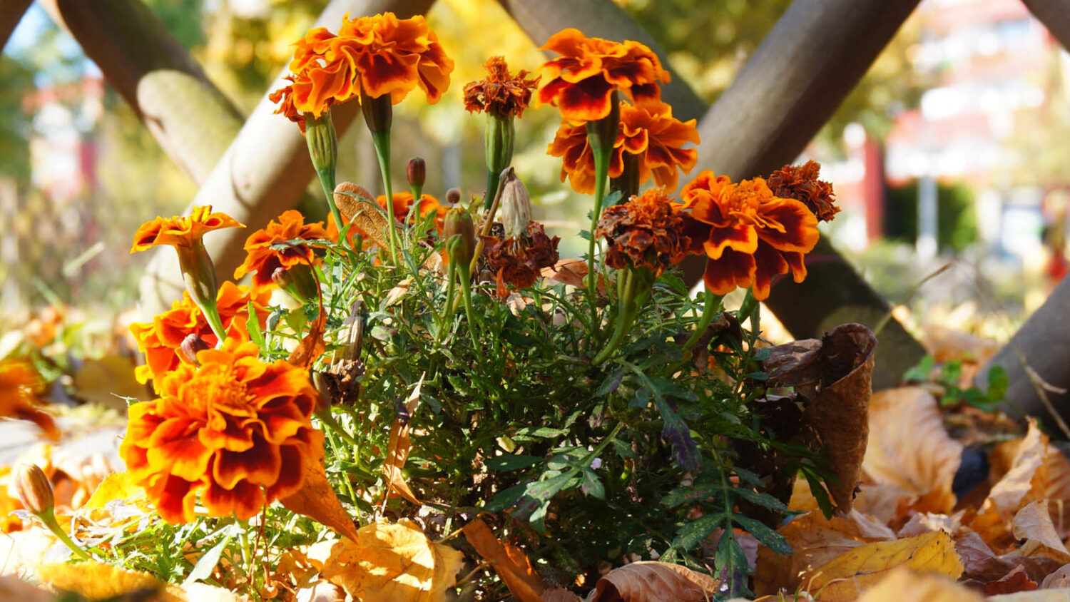 7 λάθη στην κηπουρική το Νοέμβρη που σαμποτάρουν τα λουλούδια σας την Άνοιξη σύμφωνα με επαγγελματίες