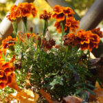 7 λάθη στην κηπουρική το Νοέμβρη που σαμποτάρουν τα λουλούδια σας την Άνοιξη σύμφωνα με επαγγελματίες