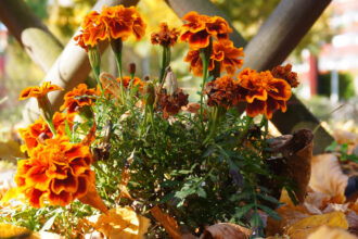 7 λάθη στην κηπουρική το Νοέμβρη που σαμποτάρουν τα λουλούδια σας την Άνοιξη σύμφωνα με επαγγελματίες