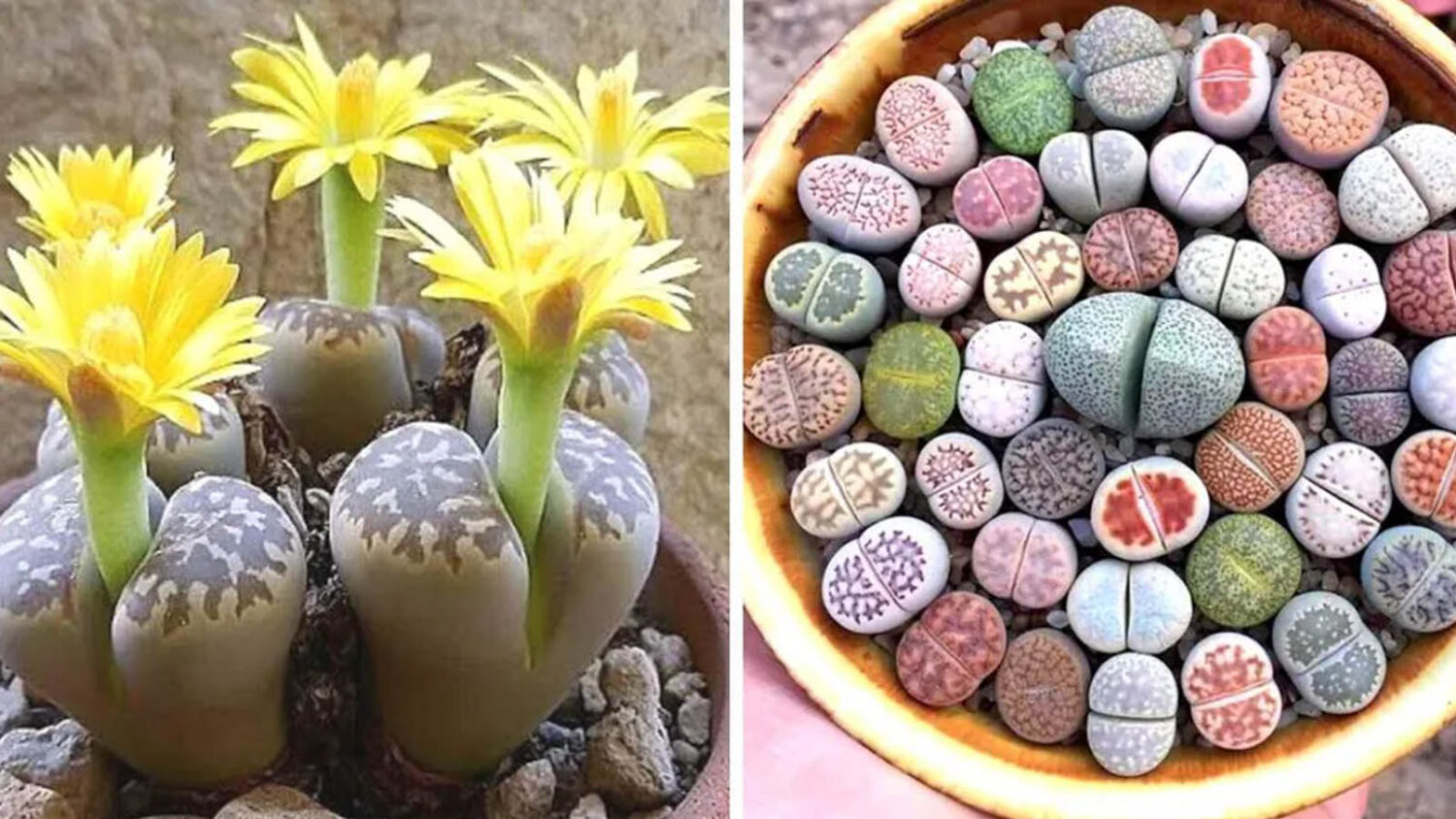 Λίθοπες: Παχύφυτα από άλλον πλανήτη