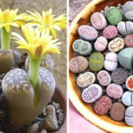 Λίθοπες: Παχύφυτα από άλλον πλανήτη