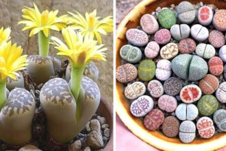 Λίθοπες: Παχύφυτα από άλλον πλανήτη