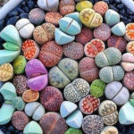 Ζωντάνεψε το σπίτι σου με αυτά τα 14 Φυτά Εσωτερικού Χώρου