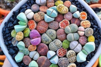 Ζωντάνεψε το σπίτι σου με αυτά τα 14 Φυτά Εσωτερικού Χώρου