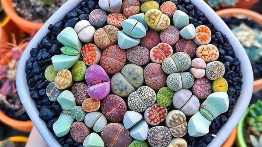 Ζωντάνεψε το σπίτι σου με αυτά τα 14 Φυτά Εσωτερικού Χώρου