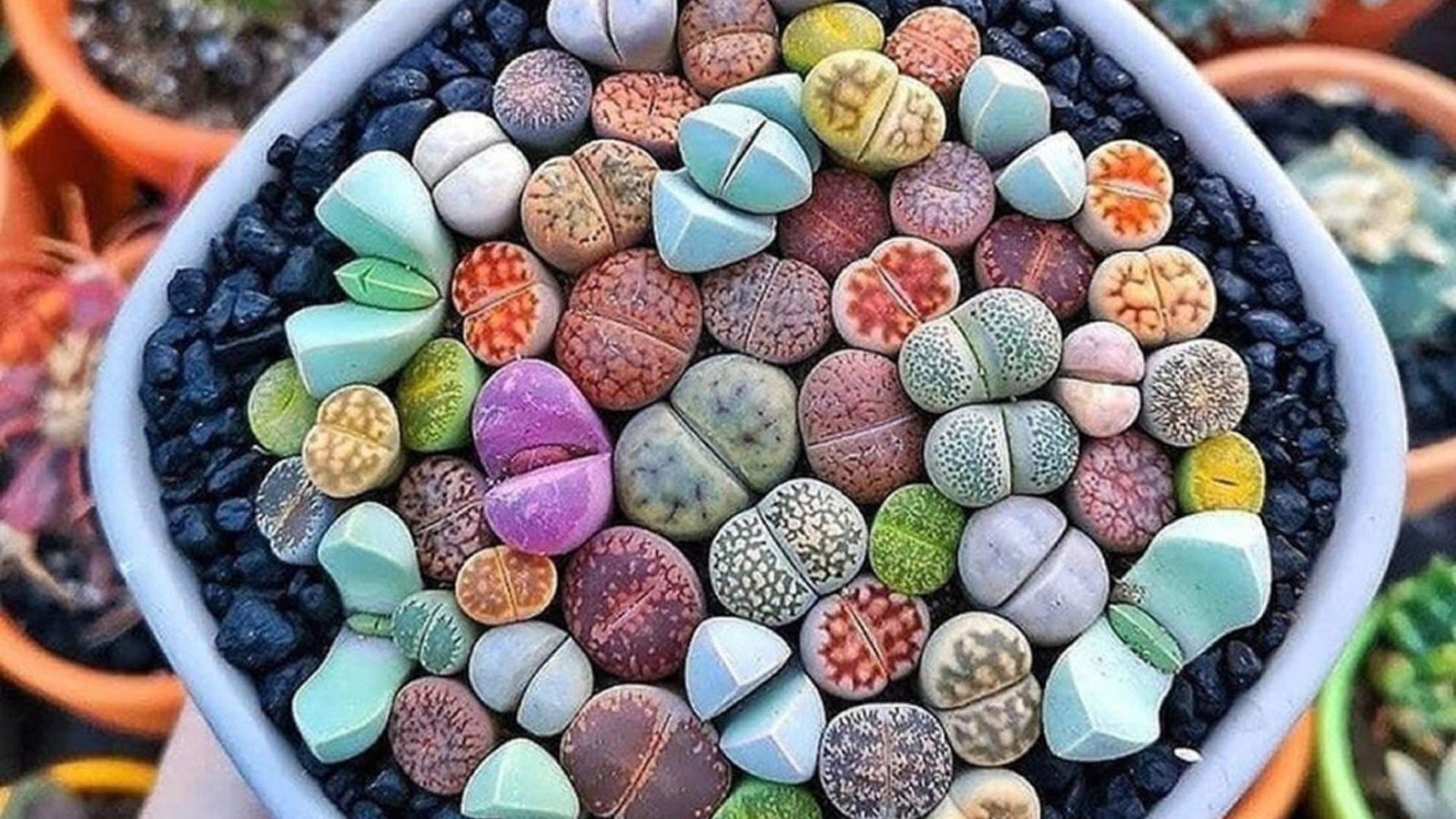 Ζωντάνεψε το σπίτι σου με αυτά τα 14 Φυτά Εσωτερικού Χώρου