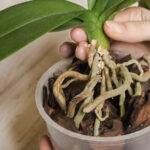 Πώς να μεταφυτεύσεις την ορχιδέα σου σε νέα γλάστρα