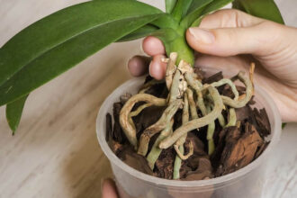Πώς να μεταφυτεύσεις την ορχιδέα σου σε νέα γλάστρα