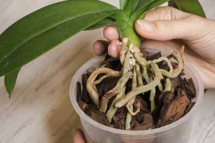 Πώς να μεταφυτεύσεις την ορχιδέα σου σε νέα γλάστρα