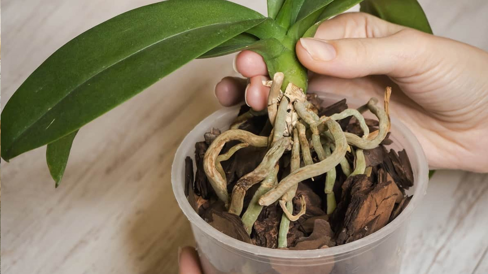 Πώς να μεταφυτεύσεις την ορχιδέα σου σε νέα γλάστρα