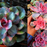παχύφυτο εχεβέρια ουράνιο τόξο, echeveria rainbow