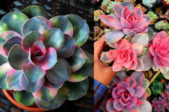 παχύφυτο εχεβέρια ουράνιο τόξο, echeveria rainbow