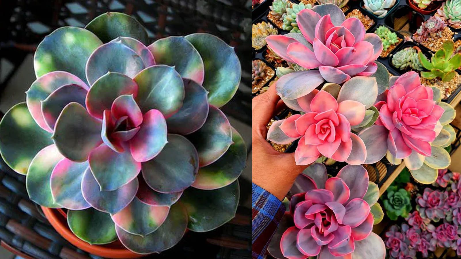 παχύφυτο εχεβέρια ουράνιο τόξο, echeveria rainbow