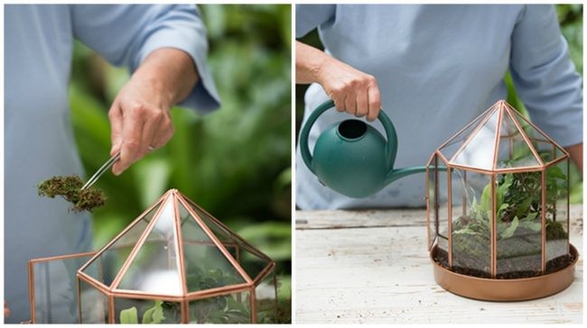 Κήποι σε γυάλες για αρχάριους - Οδηγίες για να φτιάξεις τους δικούς σου