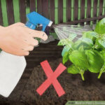 Ποια Είναι η Καλύτερη Ώρα για να Ποτίζετε τα Φυτά και Πότε η Χειρότερη - Μπόνους Κανόνας