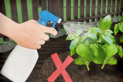 Ποια Είναι η Καλύτερη Ώρα για να Ποτίζετε τα Φυτά και Πότε η Χειρότερη - Μπόνους Κανόνας