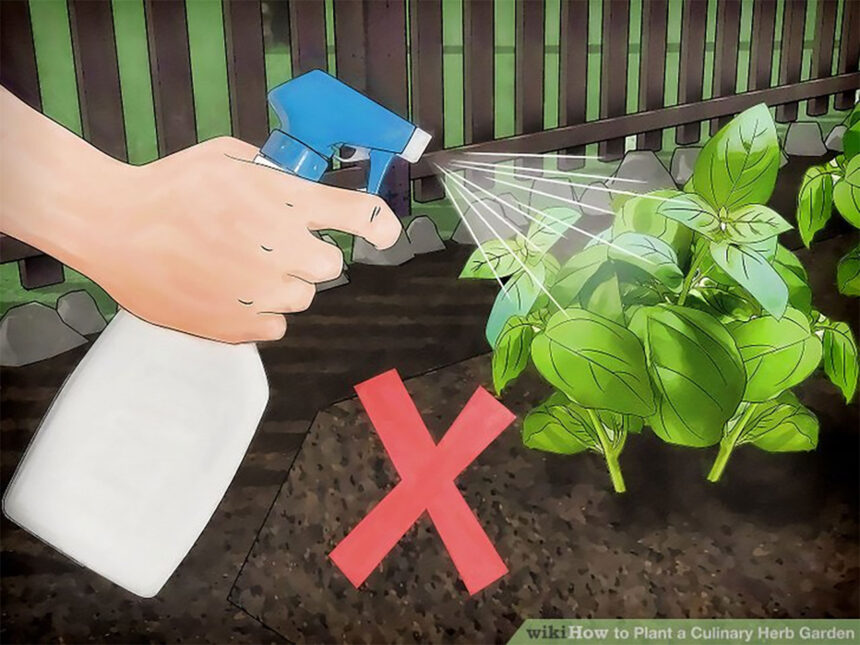 Ποια Είναι η Καλύτερη Ώρα για να Ποτίζετε τα Φυτά και Πότε η Χειρότερη - Μπόνους Κανόνας