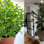 Οι γλάστρες είναι σαν τα παπούτσια - Ποιο είναι το σωστό μέγεθος για κάθε φυτό για να μεγαλώνει σωστά