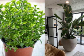 Οι γλάστρες είναι σαν τα παπούτσια - Ποιο είναι το σωστό μέγεθος για κάθε φυτό για να μεγαλώνει σωστά