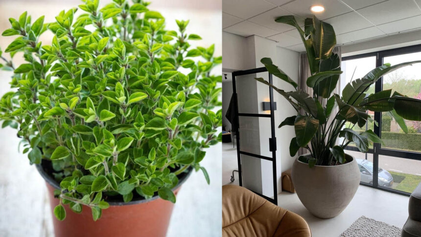 Οι γλάστρες είναι σαν τα παπούτσια - Ποιο είναι το σωστό μέγεθος για κάθε φυτό για να μεγαλώνει σωστά