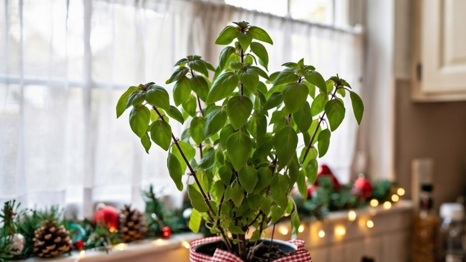 3 ασυνήθιστα φυτά που μυρίζουν κανέλα και μοσχοκάρυδο – και μπορείς να τα καλλιεργήσεις μέσα στο σπίτι