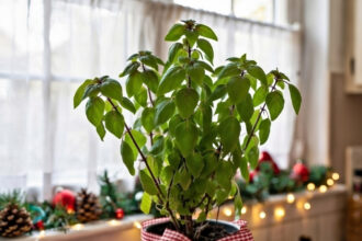 3 ασυνήθιστα φυτά που μυρίζουν κανέλα και μοσχοκάρυδο – και μπορείς να τα καλλιεργήσεις μέσα στο σπίτι