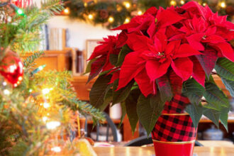 Το Αλεξανδρινό στο Φενγκ Σούι: Ποια φυτά το απογειώνουν ενεργειακά