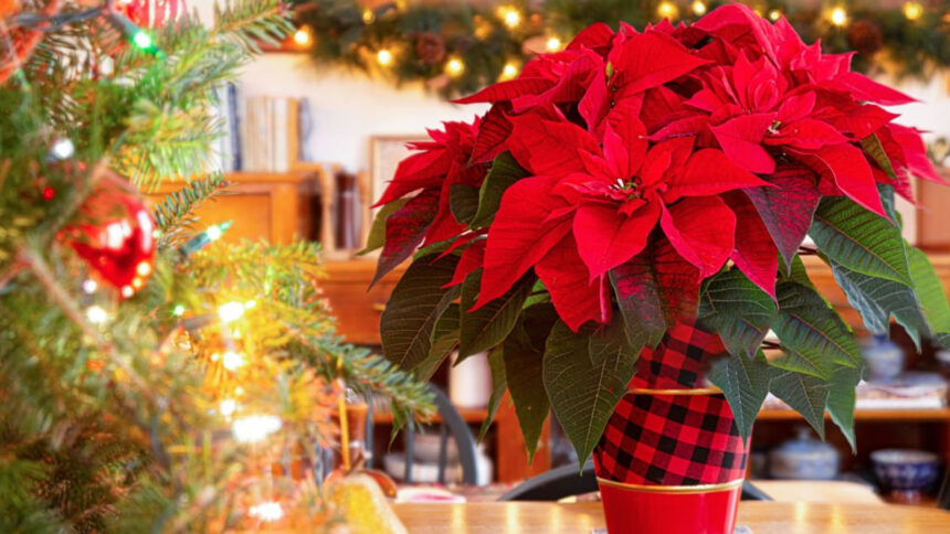 Το Αλεξανδρινό στο Φενγκ Σούι: Ποια φυτά το απογειώνουν ενεργειακά