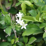 Το “φυτό της ευτυχίας” - Ένα φυτό εσωτερικού χώρου που ανεβάζει τη διάθεση και ηρεμεί τα νεύρα