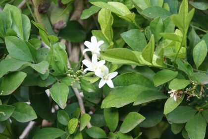 Το “φυτό της ευτυχίας” - Ένα φυτό εσωτερικού χώρου που ανεβάζει τη διάθεση και ηρεμεί τα νεύρα