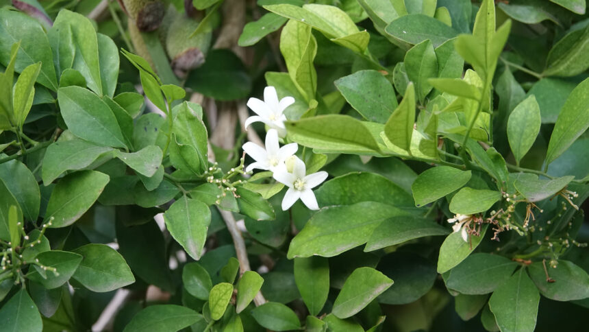 Το “φυτό της ευτυχίας” - Ένα φυτό εσωτερικού χώρου που ανεβάζει τη διάθεση και ηρεμεί τα νεύρα