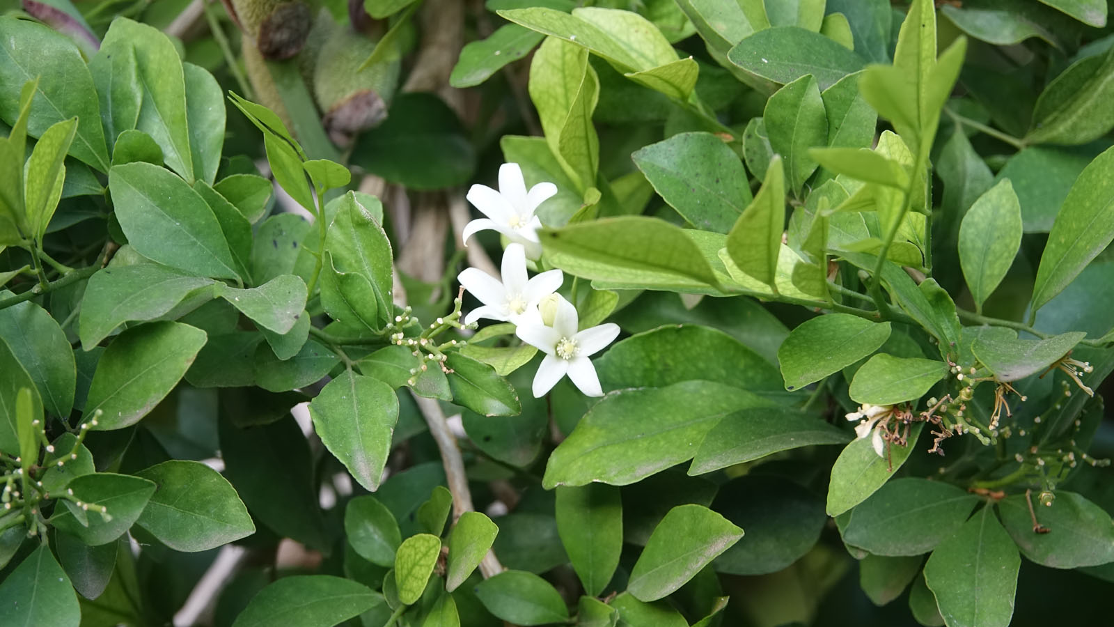 Το “φυτό της ευτυχίας” - Ένα φυτό εσωτερικού χώρου που ανεβάζει τη διάθεση και ηρεμεί τα νεύρα