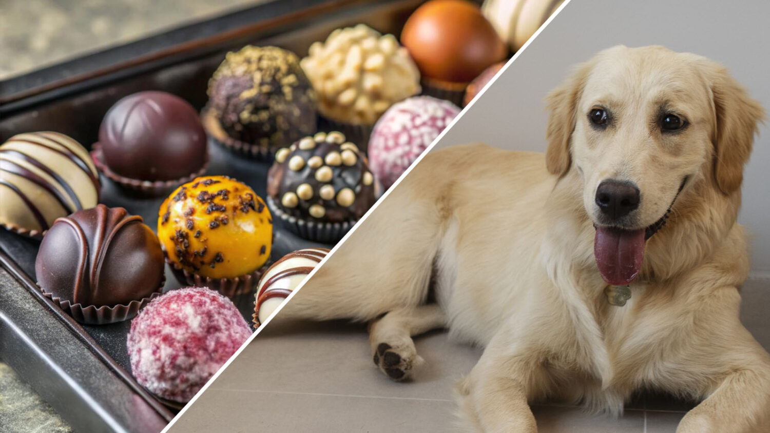 Γιατί Γάτες και Σκύλοι Δεν Πρέπει Ποτέ να Τρώνε Σοκολάτα