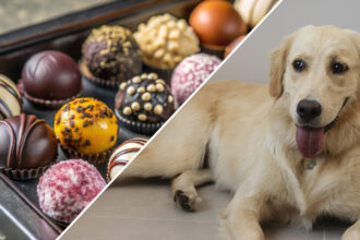Γιατί Γάτες και Σκύλοι Δεν Πρέπει Ποτέ να Τρώνε Σοκολάτα