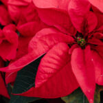 Αλεξανδρινό: 8 πράγματα που ίσως δεν γνωρίζεις για το Αγαπημένο φυτό των Χριστουγέννων