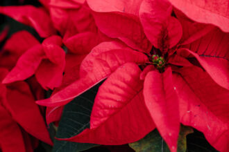 Αλεξανδρινό: 8 πράγματα που ίσως δεν γνωρίζεις για το Αγαπημένο φυτό των Χριστουγέννων