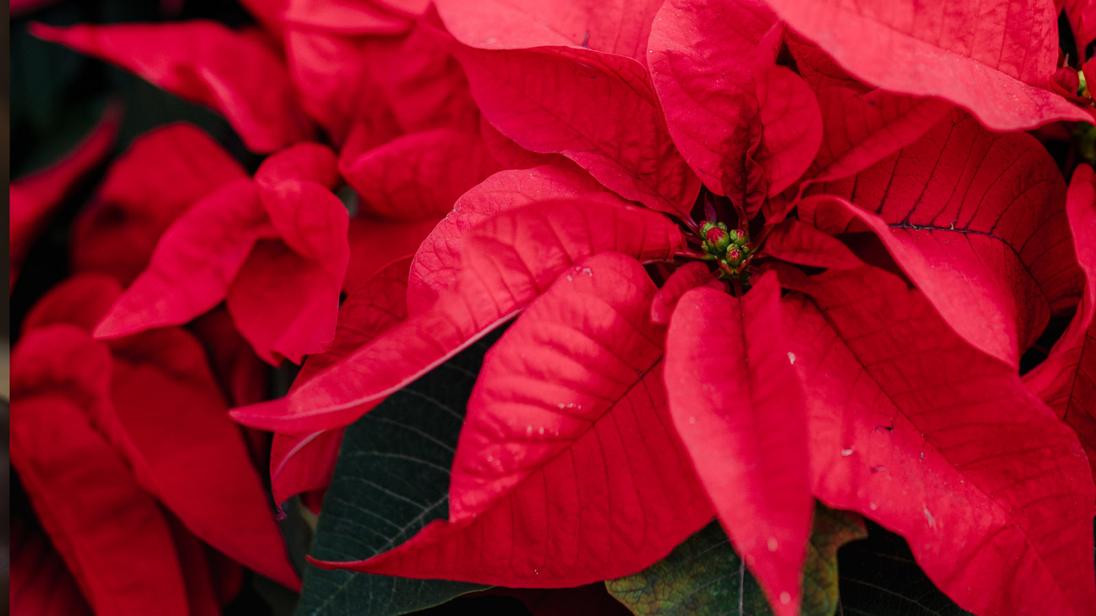 Αλεξανδρινό: 8 πράγματα που ίσως δεν γνωρίζεις για το Αγαπημένο φυτό των Χριστουγέννων