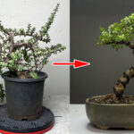 Πώς να φτιάξω Μπονσάι με οποιοδήποτε φυτό - Οδηγός για αρχάριους, κλάδεμα και διαμόρφωση