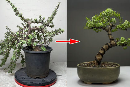 Πώς να φτιάξω Μπονσάι με οποιοδήποτε φυτό - Οδηγός για αρχάριους, κλάδεμα και διαμόρφωση