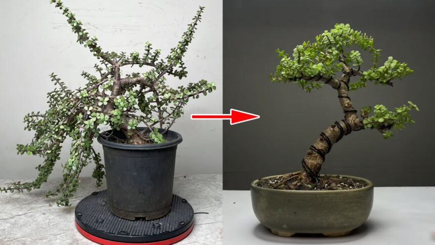 Πώς να φτιάξω Μπονσάι με οποιοδήποτε φυτό - Οδηγός για αρχάριους, κλάδεμα και διαμόρφωση
