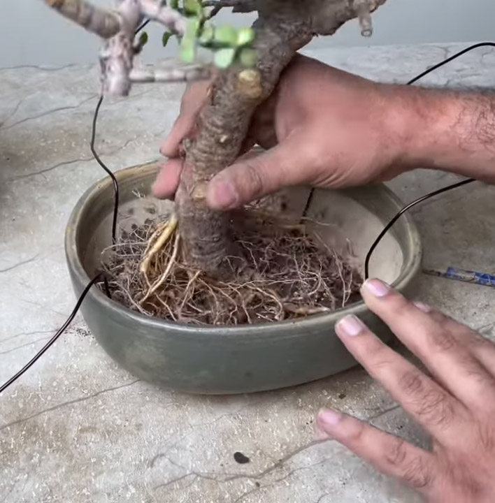 Πώς να φτιάξω Μπονσάι με οποιοδήποτε φυτό - Οδηγός για αρχάριους, κλάδεμα και διαμόρφωση