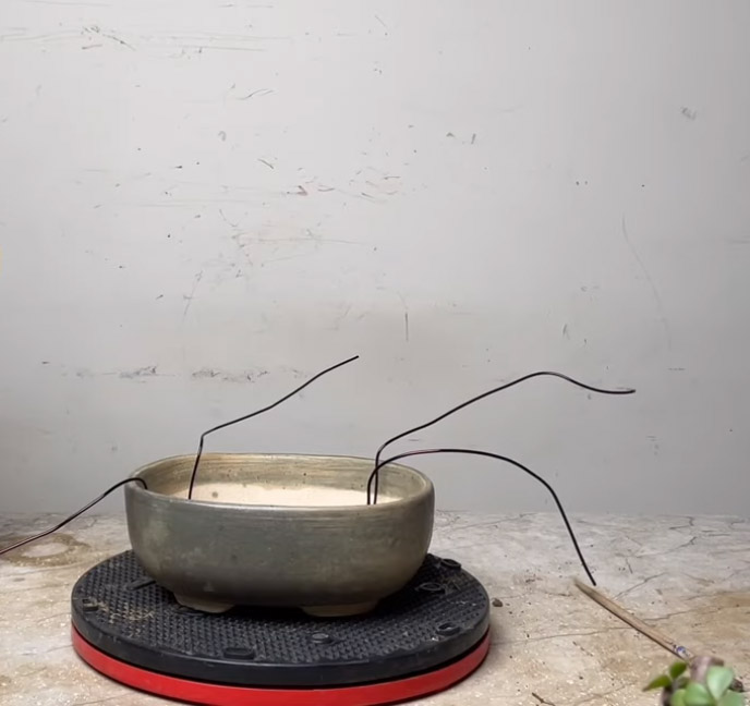 Πώς να φτιάξω Μπονσάι με οποιοδήποτε φυτό - Οδηγός για αρχάριους, κλάδεμα και διαμόρφωση