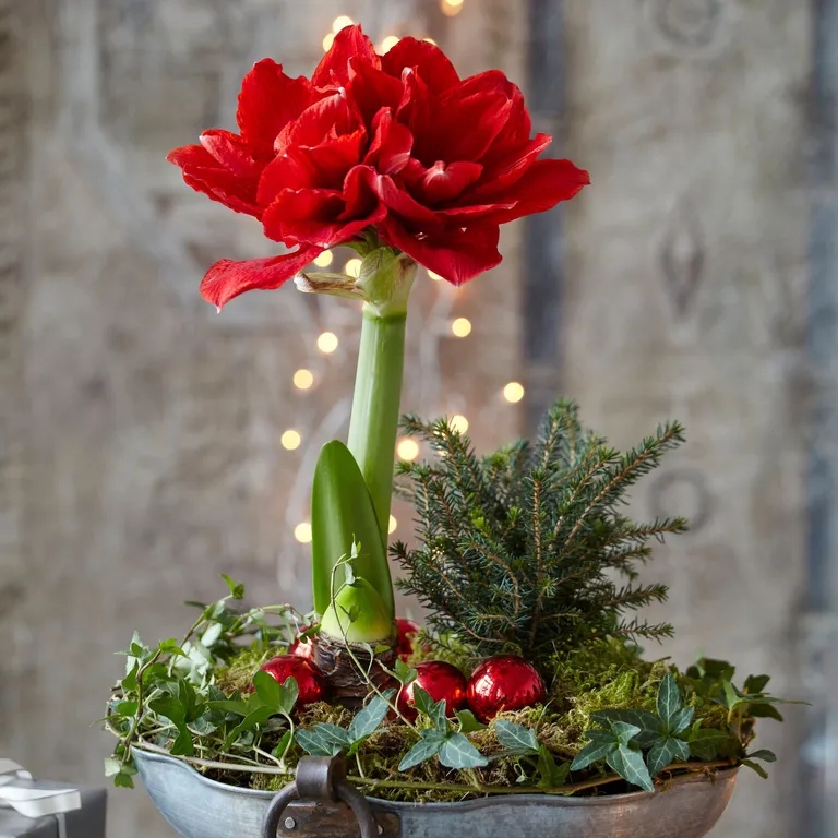 Τα τοπ Χριστουγεννιάτικα φυτά εσωτερικού χώρου σύμφωνα με τους ειδικούς και δεν είναι μόνο το Αλεξανδρινό 3 Αμαρυλλίς - Χριστουγεννιάτικα φυτά εσωτερικού χώρου / φώτο