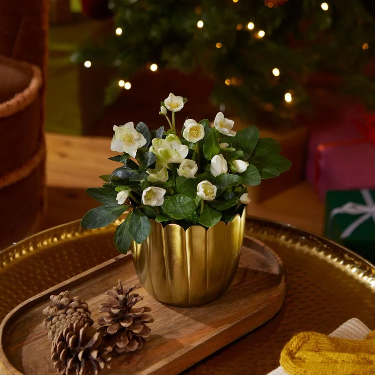 Τα τοπ Χριστουγεννιάτικα φυτά εσωτερικού χώρου σύμφωνα με τους ειδικούς και δεν είναι μόνο το Αλεξανδρινό 4 Ελλέβορος - Χριστουγεννιάτικα φυτά εσωτερικού χώρου