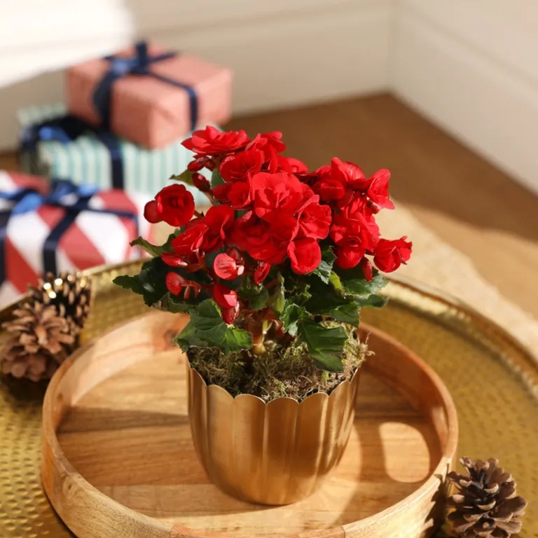 Τα τοπ Χριστουγεννιάτικα φυτά εσωτερικού χώρου σύμφωνα με τους ειδικούς και δεν είναι μόνο το Αλεξανδρινό 5 Χειμερινή Μπιγκόνια - Χριστουγεννιάτικα φυτά εσωτερικού χώρου