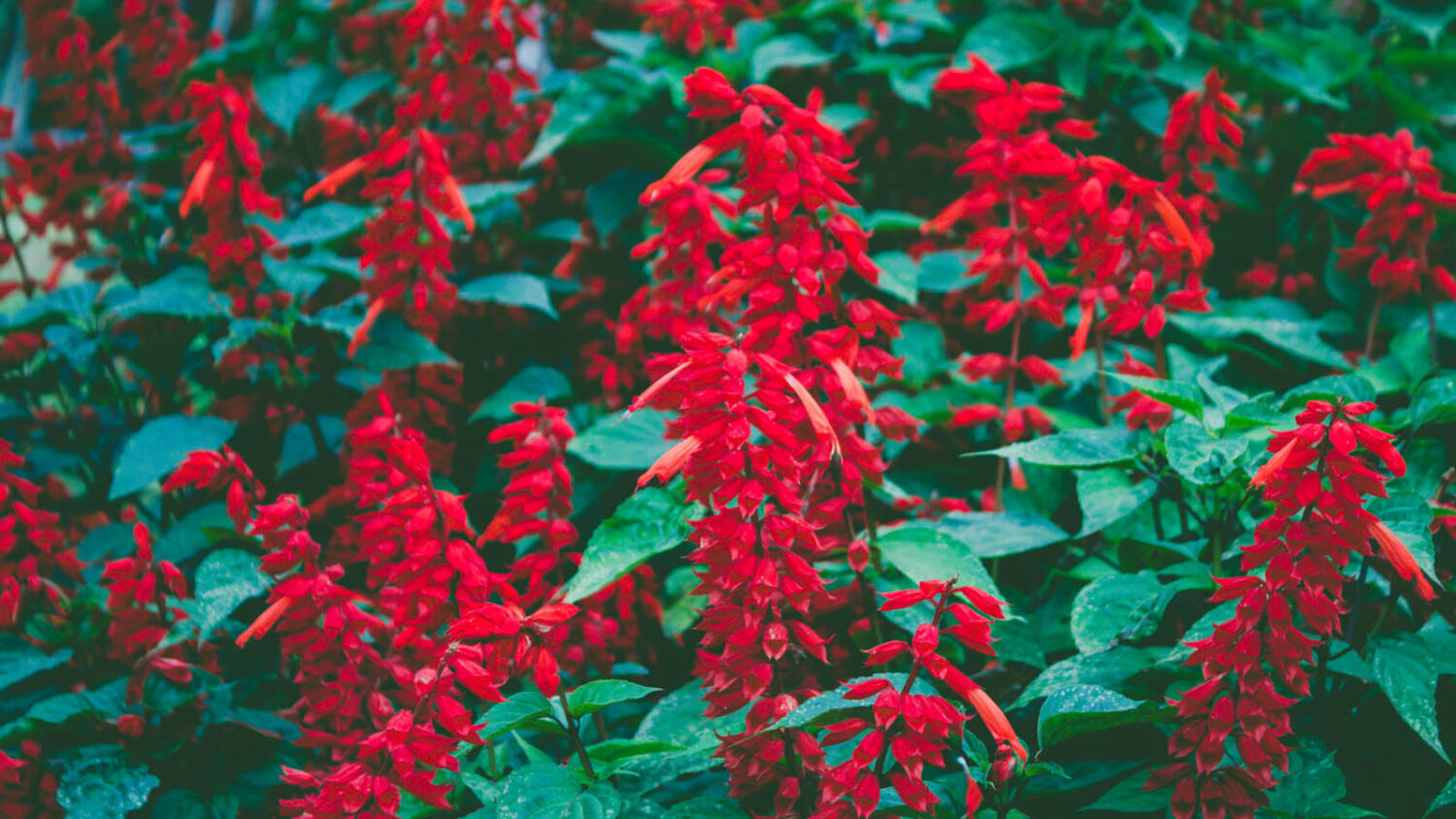 Τα τοπ Χριστουγεννιάτικα φυτά εσωτερικού χώρου σύμφωνα με τους ειδικούς και δεν είναι μόνο το Αλεξανδρινό