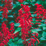 Τα τοπ Χριστουγεννιάτικα φυτά εσωτερικού χώρου σύμφωνα με τους ειδικούς και δεν είναι μόνο το Αλεξανδρινό