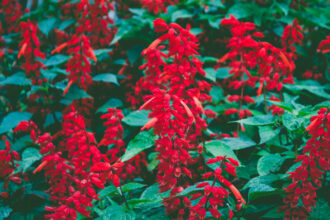 Τα τοπ Χριστουγεννιάτικα φυτά εσωτερικού χώρου σύμφωνα με τους ειδικούς και δεν είναι μόνο το Αλεξανδρινό