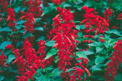 Τα τοπ Χριστουγεννιάτικα φυτά εσωτερικού χώρου σύμφωνα με τους ειδικούς και δεν είναι μόνο το Αλεξανδρινό